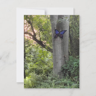 Butterfly Park  Postcard