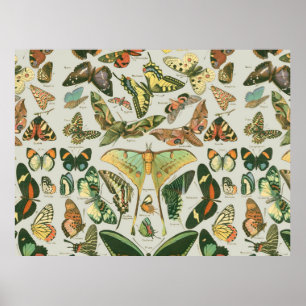 Butterfly Pattern Poster