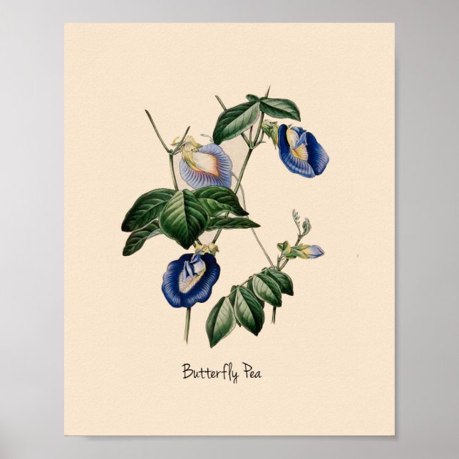 Butterfly Pea Botanical Flower Poster (Front)