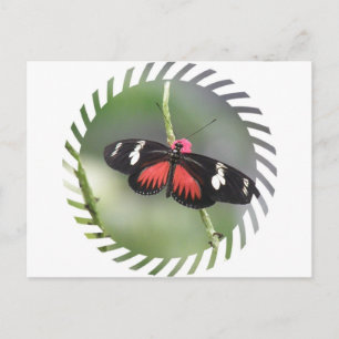 Butterfly Photo Design Postcard