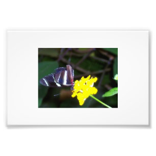 Butterfly Photo Print