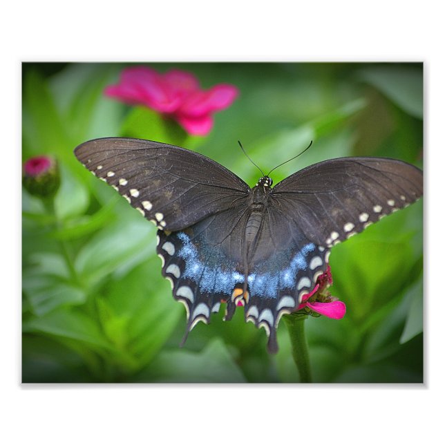 Butterfly Photo Print (Front)