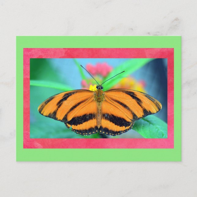 Butterfly Poised Postcard (Front)