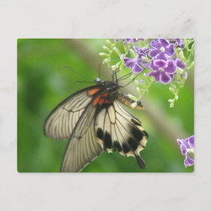 Butterfly Pollinating Postcard