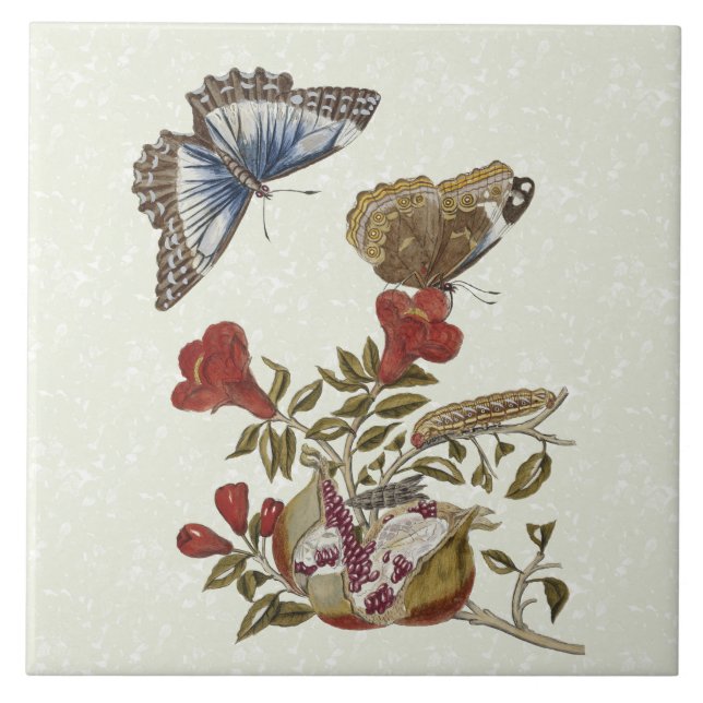 Butterfly Pomegranate Natural History Tile 6x6 (Front)