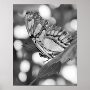 Butterfly Posing Black White Nature Print