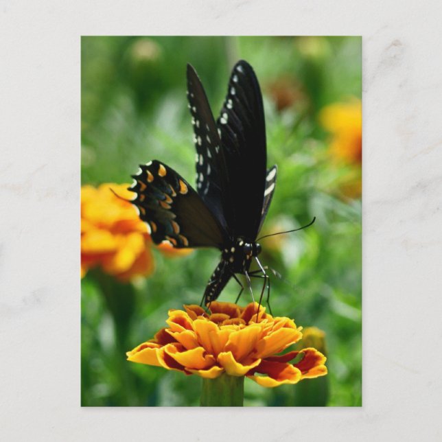 Butterfly Postcard (Front)