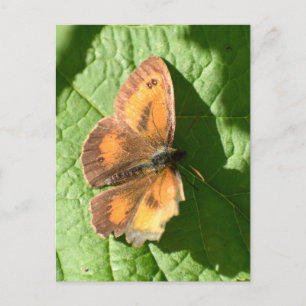 Butterfly Postcard