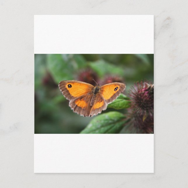 Butterfly Postcard (Front)