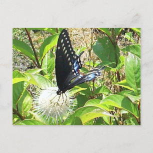 Butterfly Postcard