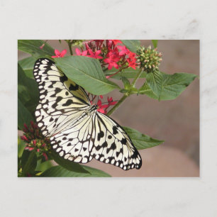 Butterfly postcard