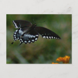 Butterfly Postcard