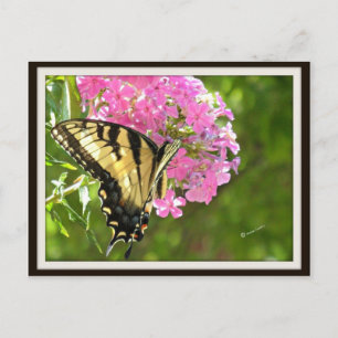 Butterfly Postcard