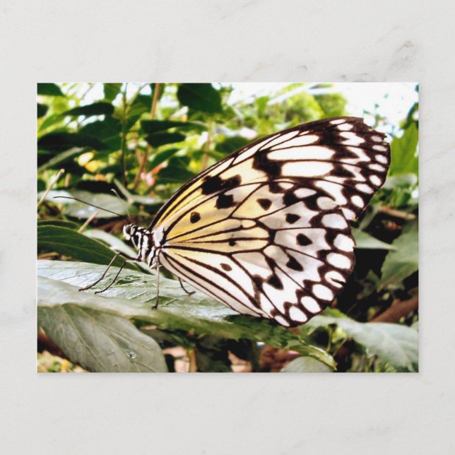 Butterfly Postcard (Front)
