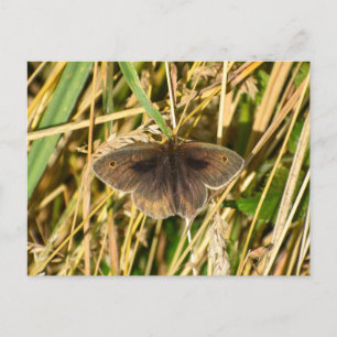 Butterfly Postcard