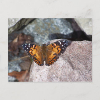Butterfly Postcard