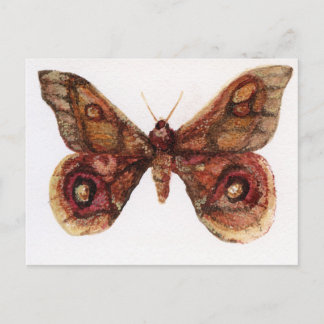Butterfly Postcard