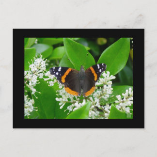 Butterfly Postcard