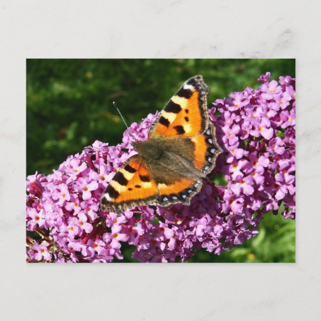 Butterfly Postcard (Front)