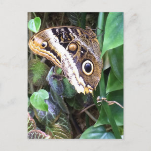 Butterfly postcard