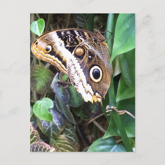 Butterfly postcard (Front)