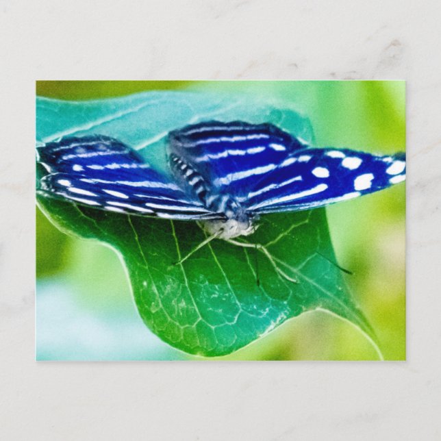 Butterfly Postcard (Front)