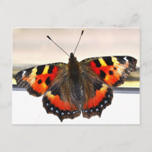 Butterfly. Postcard