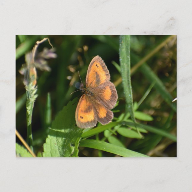 Butterfly Postcard (Front)