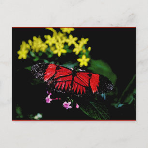 Butterfly Postcard