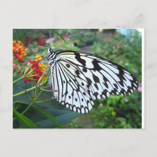 Butterfly postcard (Front)