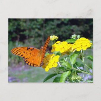 Butterfly Postcard