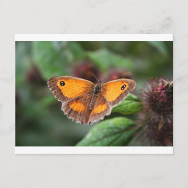 Butterfly Postcard (Front)