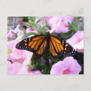 butterfly postcard