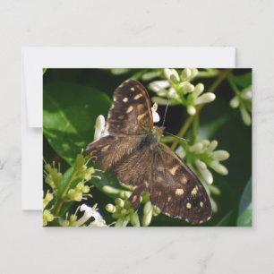 Butterfly Postcard