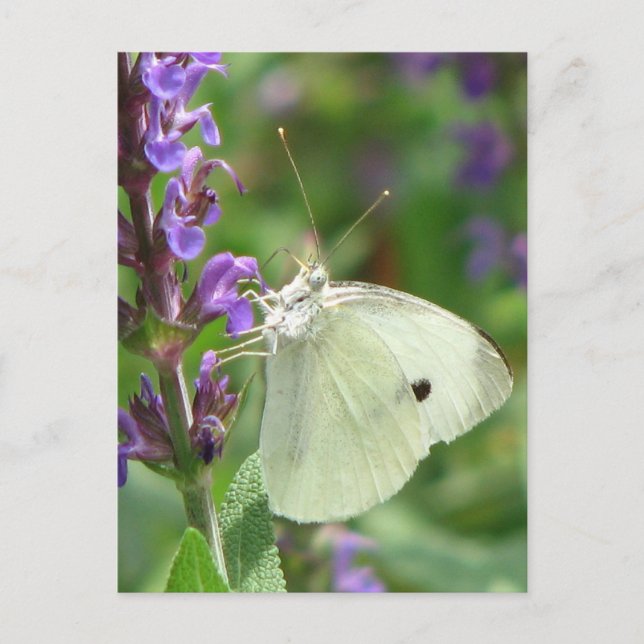 Butterfly Postcard (Front)