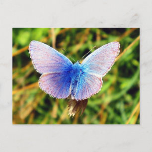 Butterfly Postcard
