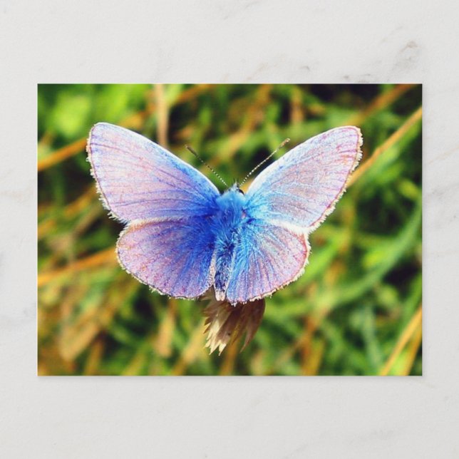 Butterfly Postcard (Front)