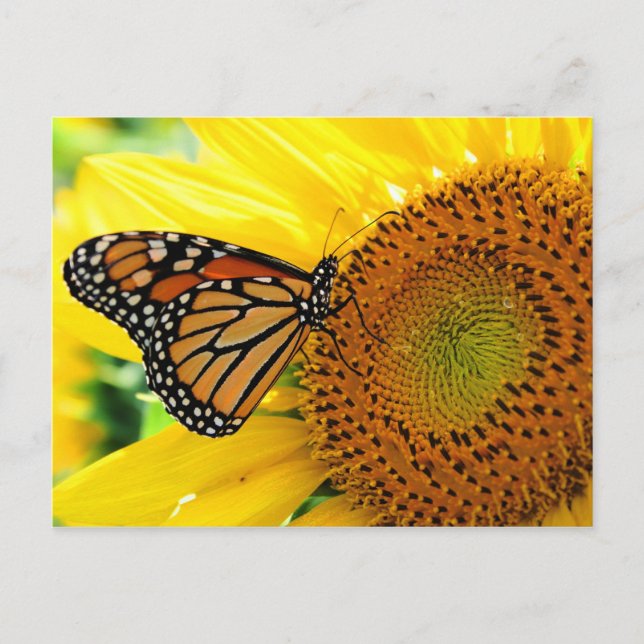 Butterfly Postcard (Front)