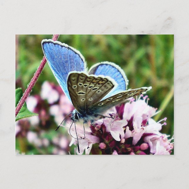 Butterfly Postcard (Front)