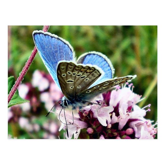 Butterfly Postcard