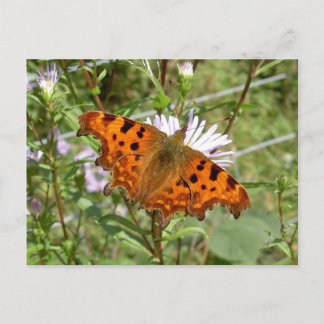 Butterfly Postcard - Comma