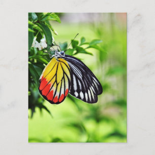 Butterfly - postcards
