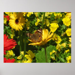 Butterfly Poster
