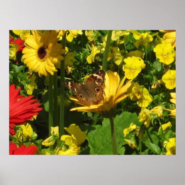 Butterfly Poster (Front)