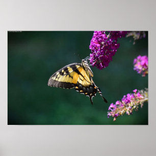 Butterfly, poster
