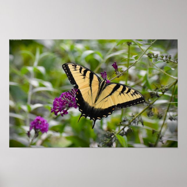 Butterfly,  poster (Front)