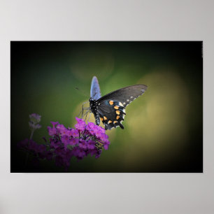 Butterfly, poster