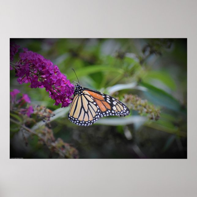 Butterfly,  poster (Front)