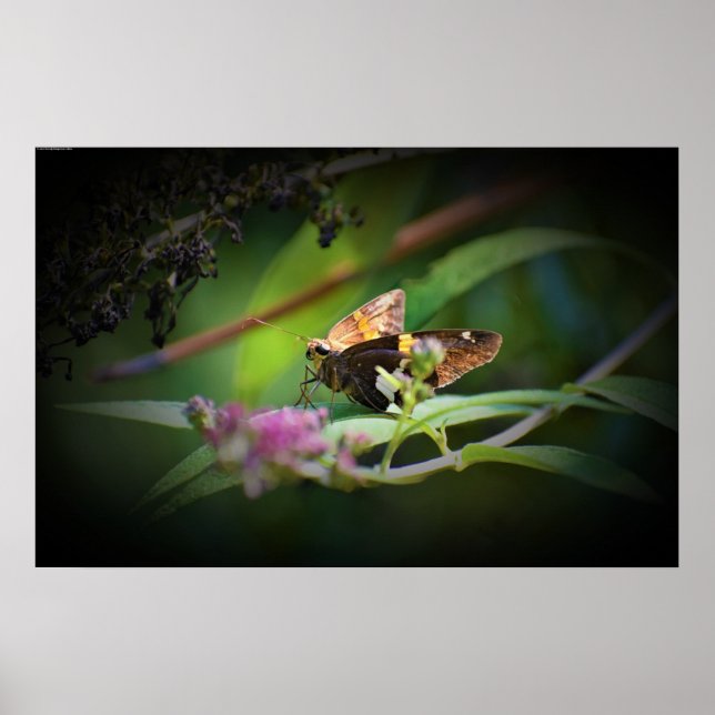 Butterfly,  poster (Front)