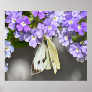 Butterfly poster